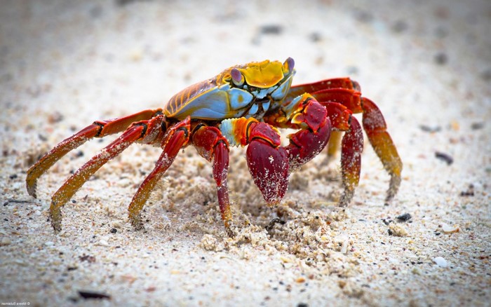 Sally Lightfoot Crab on Sandy Beach