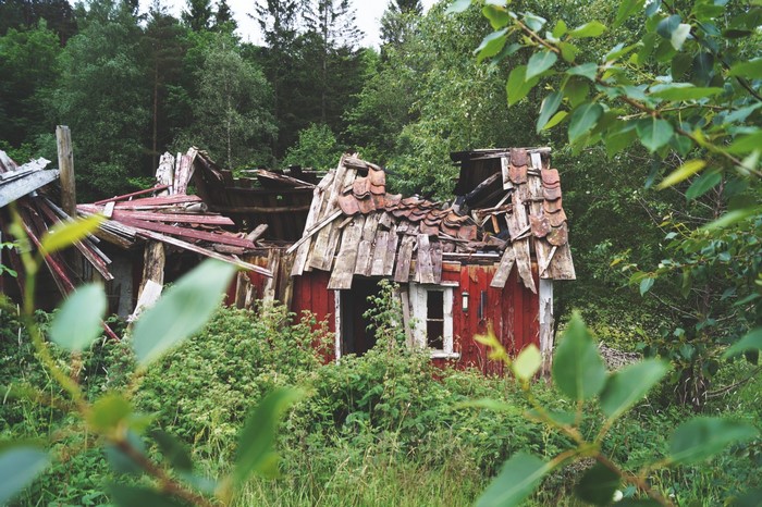 Abandoned red wooden house in overgrown forest