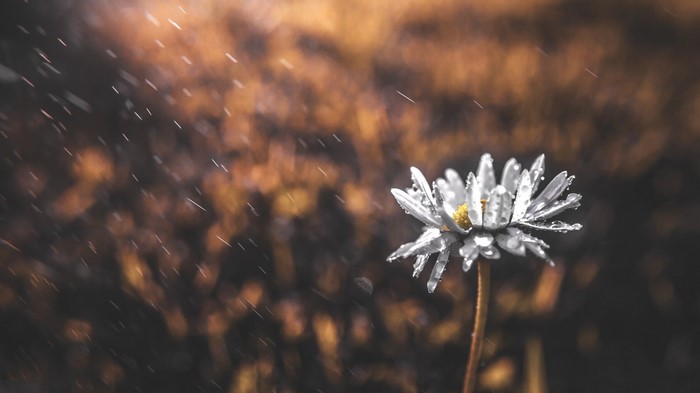 Close-up of a daisy with water droplets in the rain