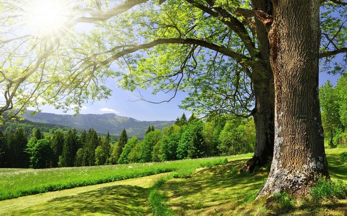 Sunlit forest landscape with large trees and rolling hills