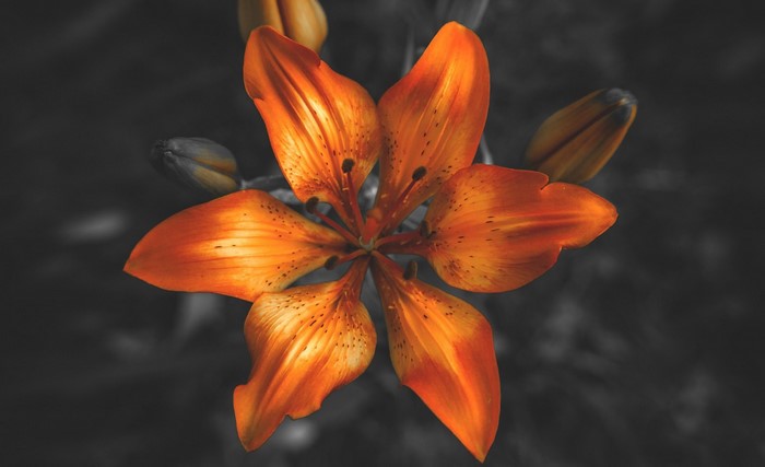 Close-up of an orange lily with buds