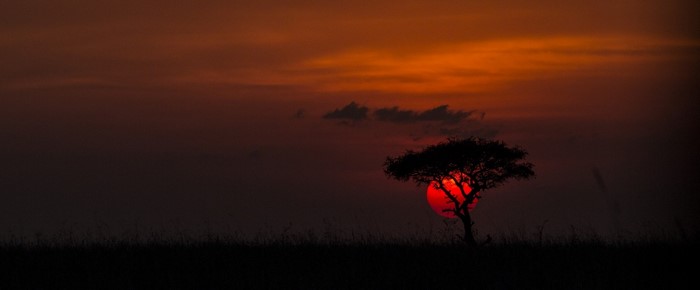 Silhouette of a tree against a red sunset over the savanna