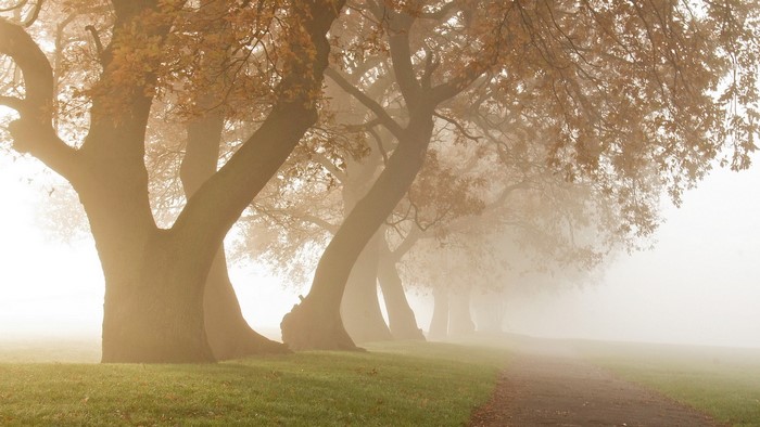 Misty autumn morning with oak trees and a path