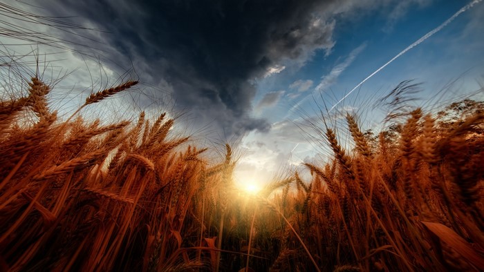 Wheat field at sunset with storm clouds