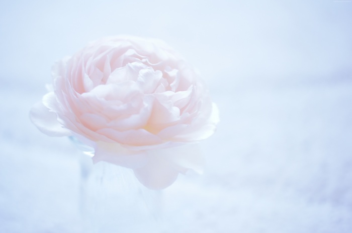 4K White Flower