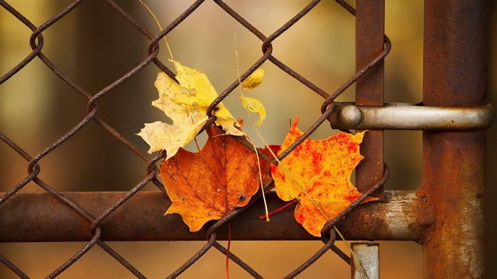 Autumn leaves on a rusty chain-link fence