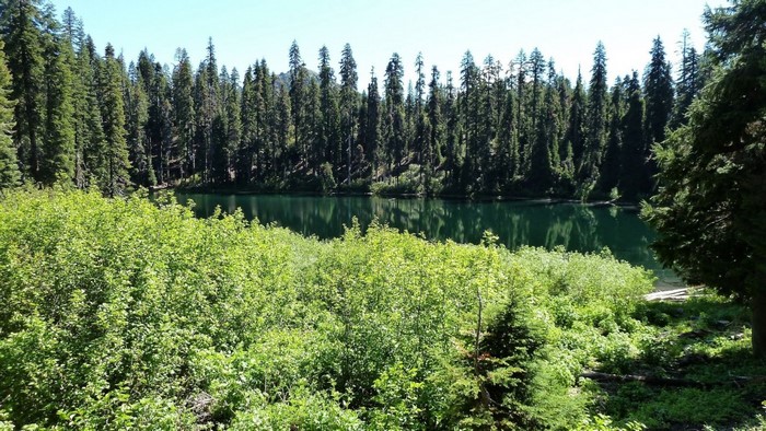Forest lake with dense green vegetation and tall evergreen trees