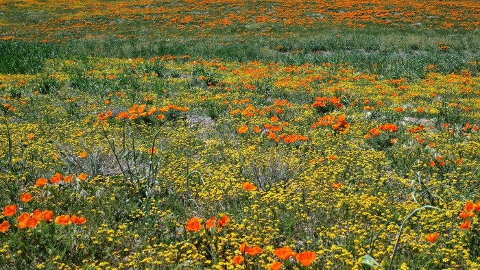 Field of California Poppies and Yellow Wildflowers