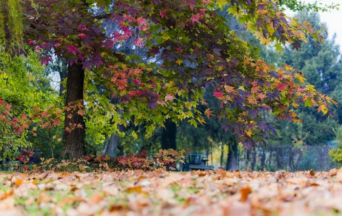 Colorful Autumn Maple Tree with Fallen Leaves