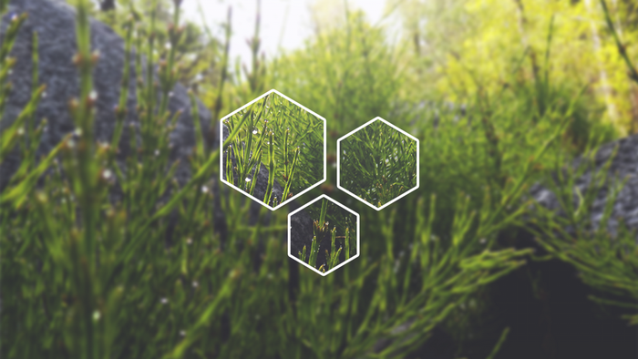 Green plants with water droplets and hexagonal overlays