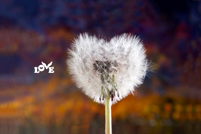 Heart-shaped dandelion with LOVE text