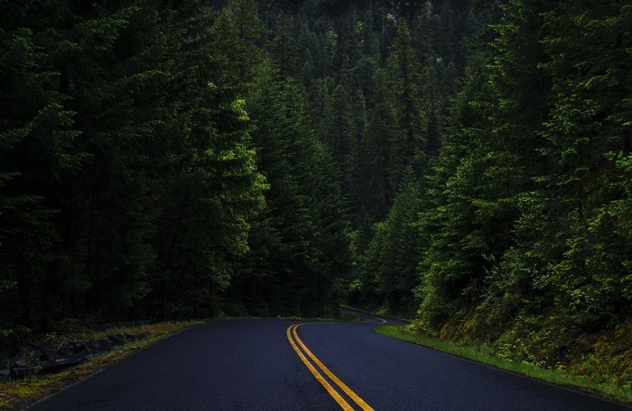 A winding road through a dense evergreen forest
