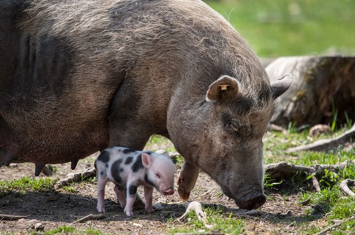 Mother pig and spotted piglet in a grassy field