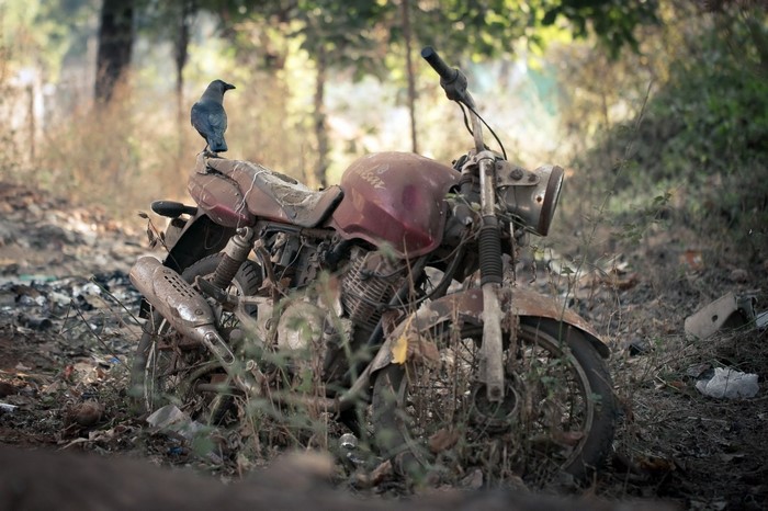 A crow sits on a rusty abandoned motorcycle in a forest.