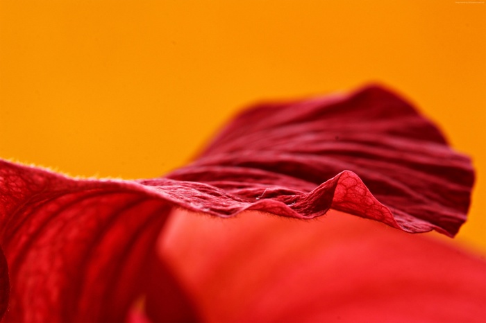 Macro shot of a red flower petal