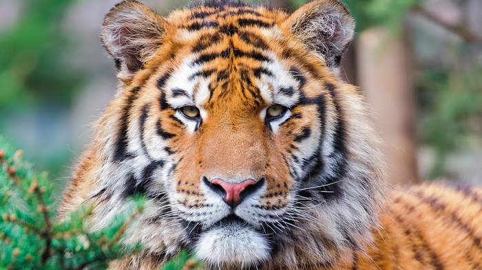 Close-up of a tiger's face