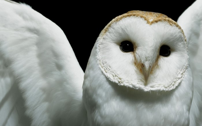 Close-up of a white barn owl with wings spread