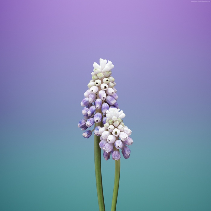 Grape Hyacinth Flowers 4K
