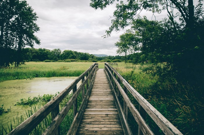 Wooden boardwalk over a marshy field with trees