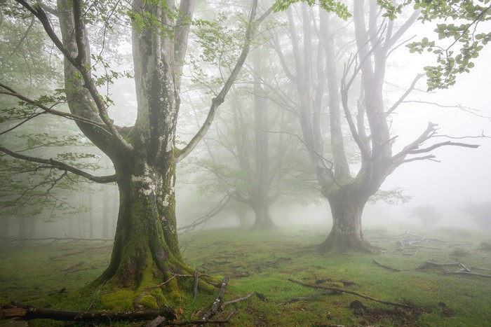 Misty forest with moss-covered trees and green grass
