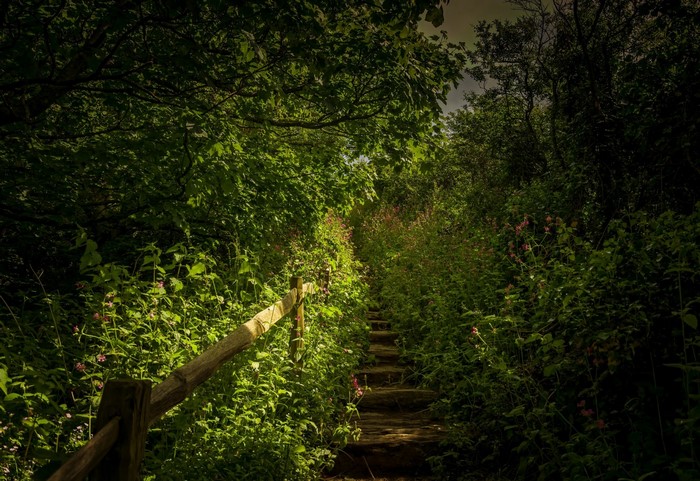Wooden stairs ascend through a sunlit forest with green foliage