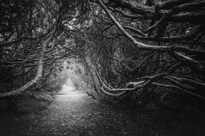 Monochrome forest path with gnarled branches