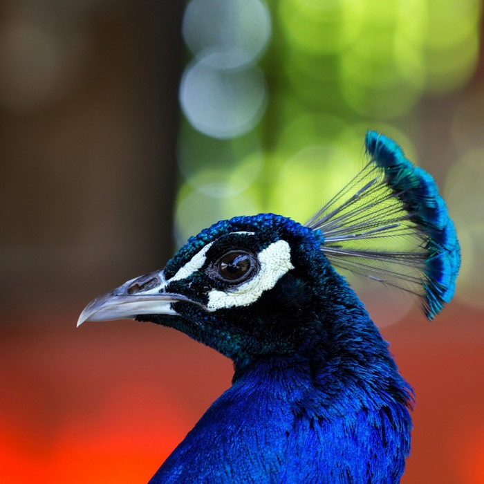 Close up of a peacock's head and crest