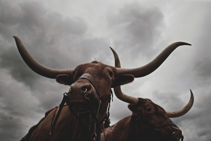 Two Texas Longhorn cattle with large horns against a cloudy sky