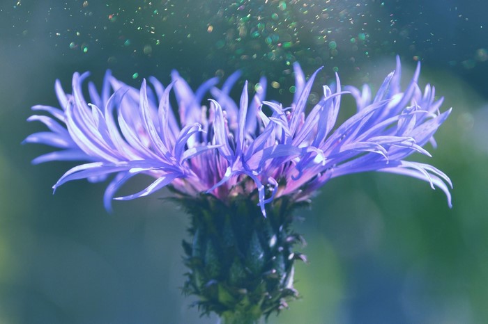 Close-up of a purple cornflower with bokeh