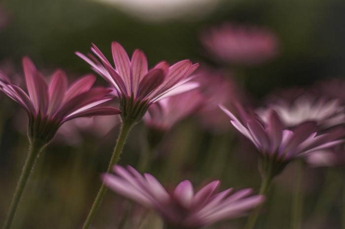 Close-up of pink daisy flowers in soft focus