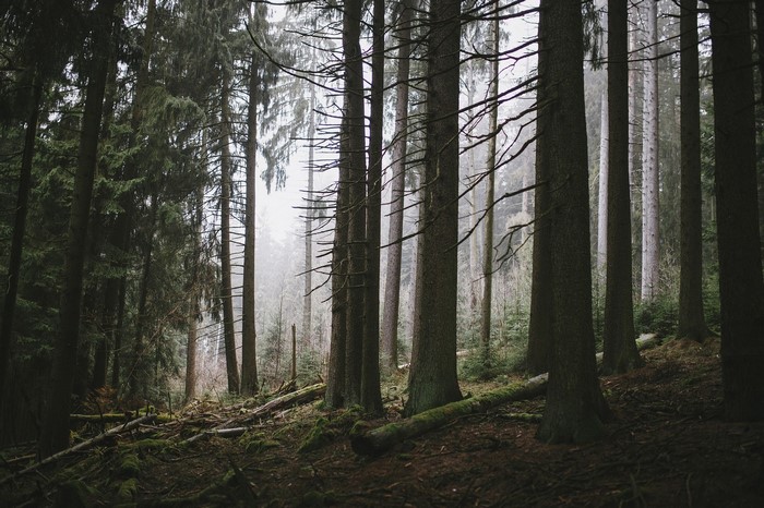 Misty forest with tall trees and fallen logs