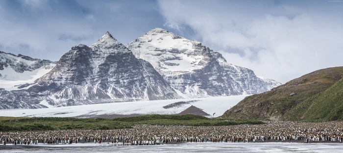 Penguin Colony in front of Snowy Mountains