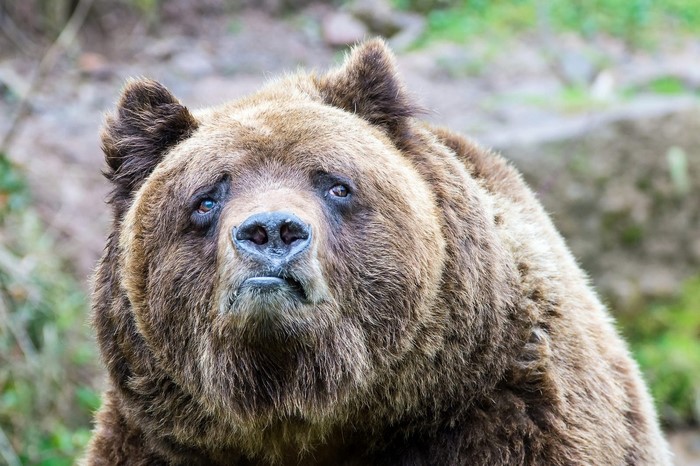 Close-up of a Grizzly Bear's face