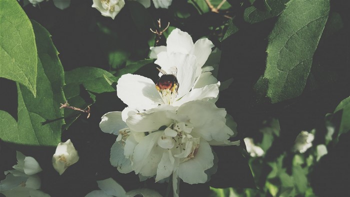 Bumblebee on a white flower with green leaves
