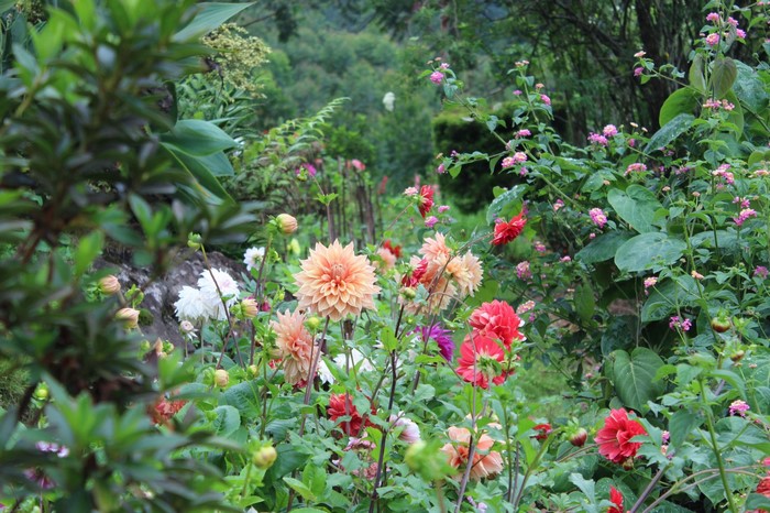 A vibrant garden filled with blooming dahlias and other flowers.