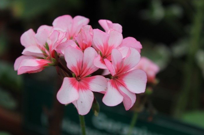 Delicate Pink Geranium Blossom Closeup