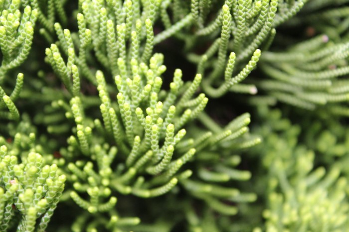 Close-up of green evergreen plant branches