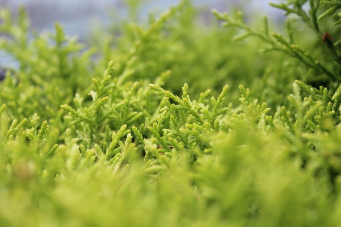 Close-up of green coniferous branches