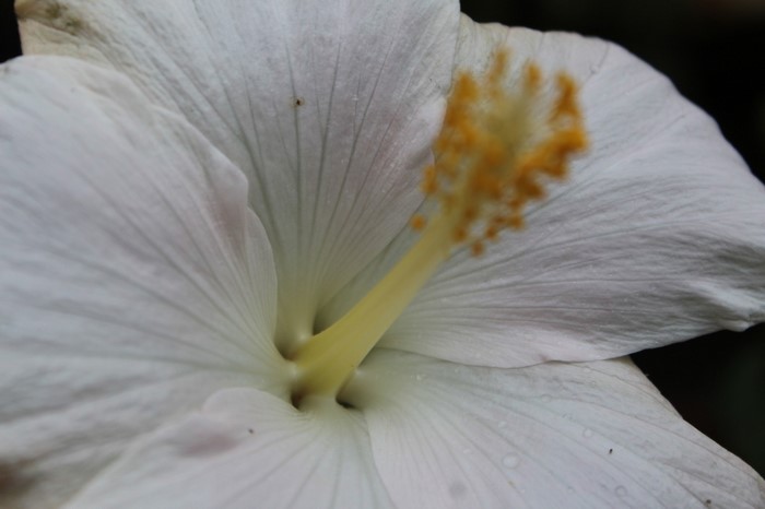 Close-up of a white hibiscus flower with yellow stamen
