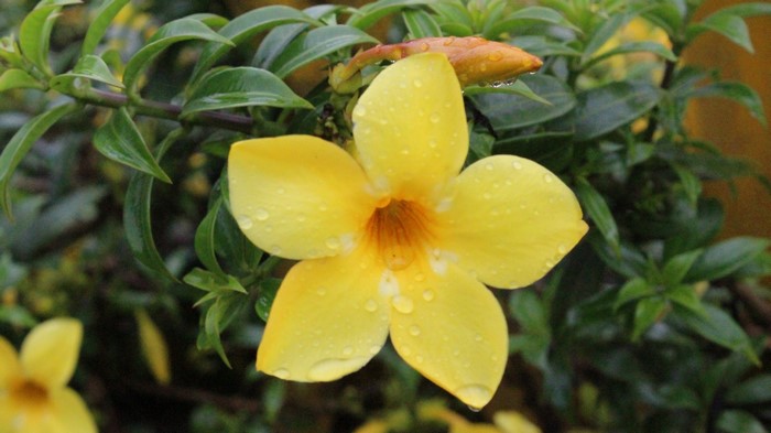 Yellow Allamanda flower with water droplets