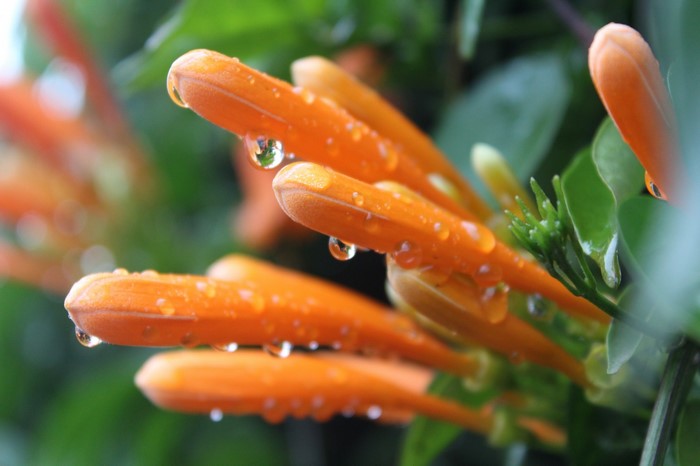 Orange trumpet flowers with water droplets