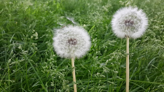 Two dandelions in a grassy field