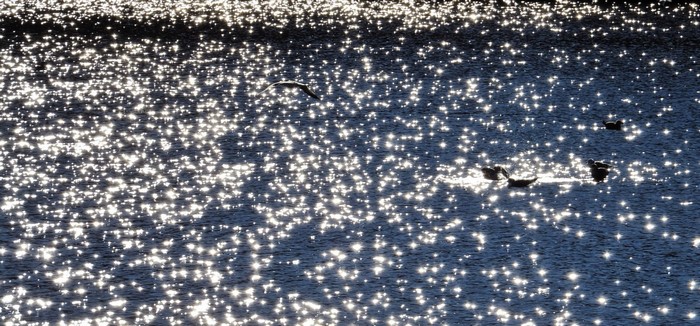 Sunlight on water with birds and a seagull flying