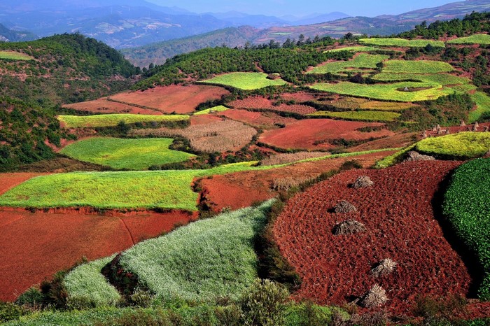 Terraced fields of red soil and crops on rolling hills