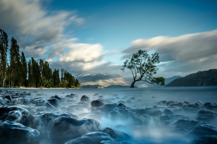 Lone tree in Lake Wanaka, New Zealand