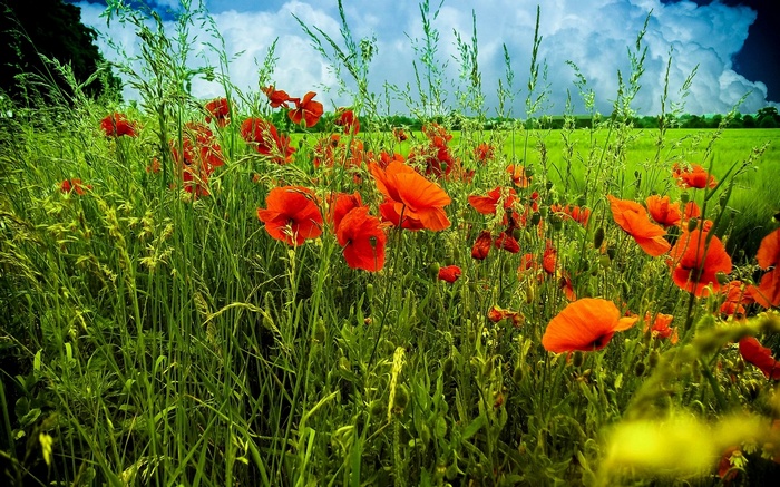 Field of red poppies and green grass under a cloudy sky