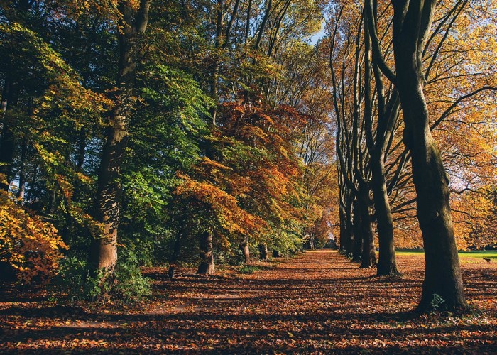 Autumn forest path with colorful leaves and tall trees