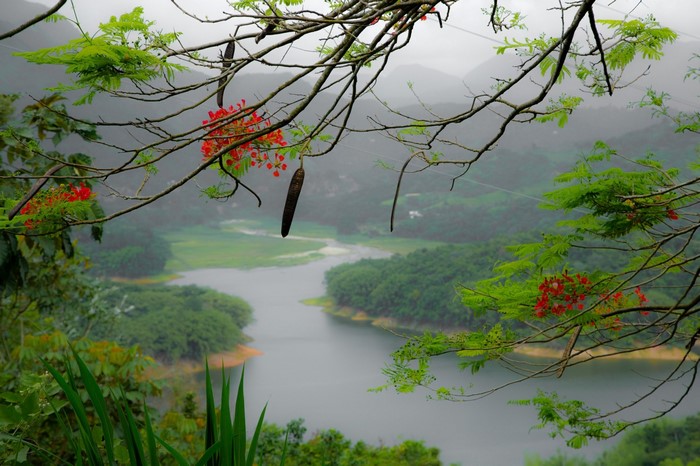Misty river valley with flowering branches in foreground