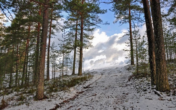Snowy forest path with pine trees and cloudy sky