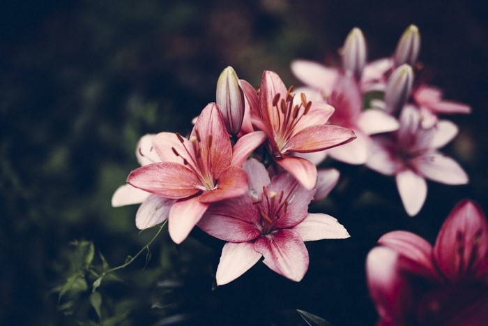 Pink lilies in close-up macro photography